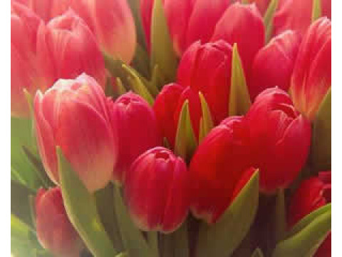 Женский день 8 марта!